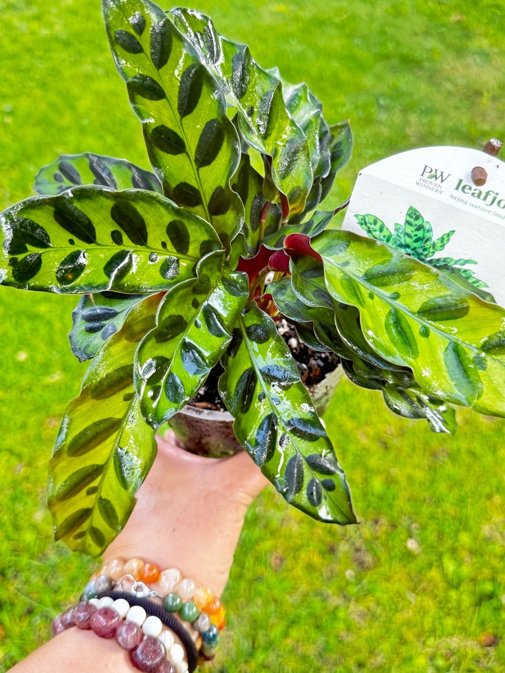 Green Maranta Prayer Plant “Rattle Snakes) —Decorative Home Accent